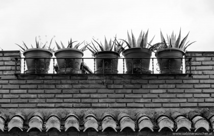 flowerpots on the roof terrace in Granada | Blumentöpfe auf einer Dachterrasse in Granada