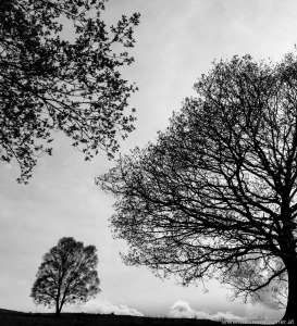 trees in spring in Wales | Bäume im Frühling in Wales