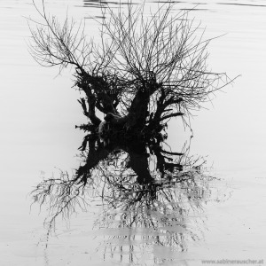 mirrowing tree in the frozen Danube, Vienna | Kältewelle 2017 in Wien - sogar die Donau ist zugefroren