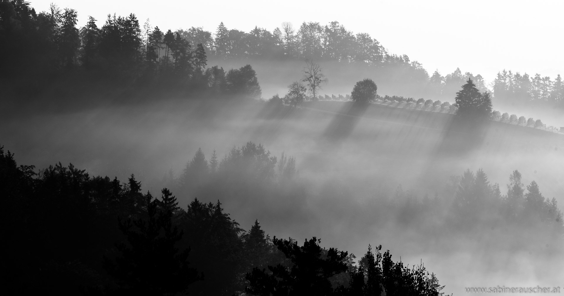 morning light and mist in the vineyard | Morgenlicht und Nebel im Weinberg