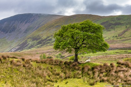 near Snowdon Mountain Railway in Wales | Baum entlang der Snowdon Mountain Railway-Strecke in Wales
