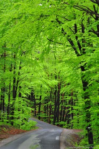 fresh green in spring | frisches Grün im Frühling