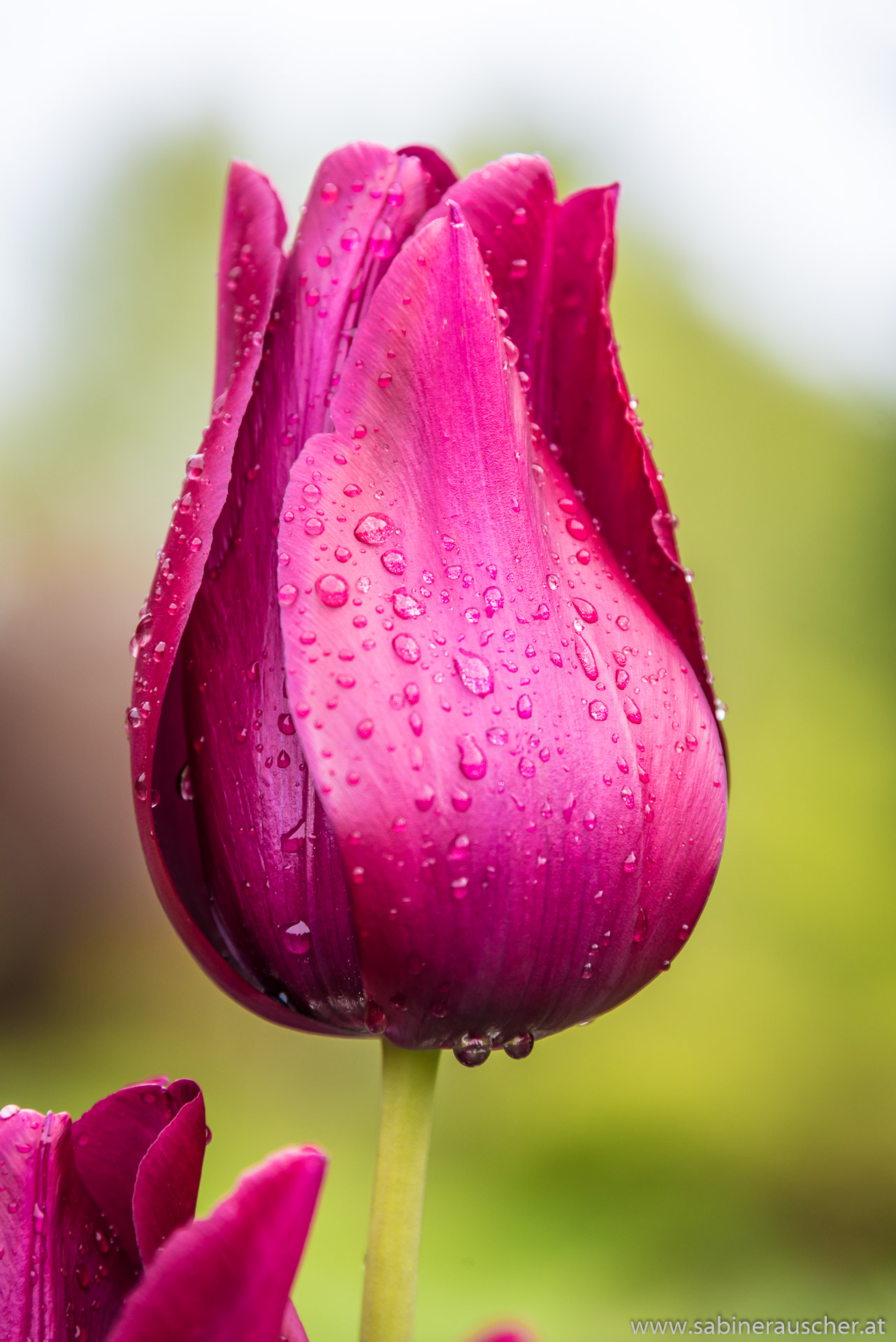 Tulip after the rain in Newby Hall in Yorkshire | im Garten von Newby Hall in Yorkshire