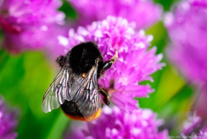 Humblebee at Abbey House Garden  in the Cotswolds, UK | Hummel in britischem Garten