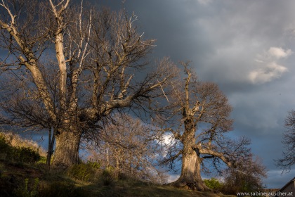 amazing tree giants in the late sunlight | Bäume im späten Sonnenlicht