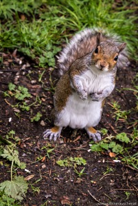 nosy and greedy squirrel at Harlow Carr Gardens in Harrogate | neugieriges Eichhörnchen im RHS Garden Harlow Carr in Wales