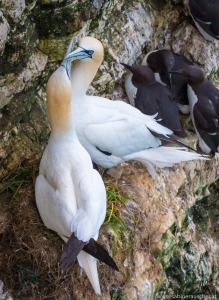 breeding gannets at Bempton Cliff Seabirds Nature Reserve | brütende Basstölpel in Yorkshire