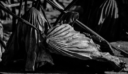 fading plant in Belvedere Botanical Garden in Vienna | welkendes Pflanzendetail im Botanischen Garten, Belvedere, Wien