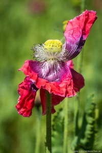 Poppy | Waldviertler Mohnblüte