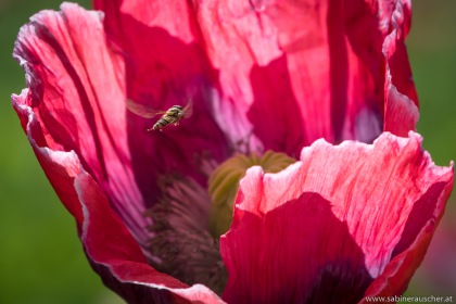 Poppy and a guest  | Insektenbesuch in einer Waldviertler Mohnblüte