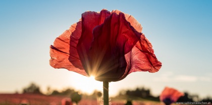 Sunset at a poppy field in Lower Austria | Mohnfeld im Waldviertel