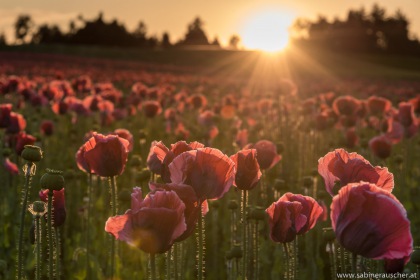 Sunset at a poppy field in Lower Austria | Mohnfeld im Waldviertel