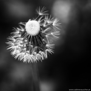 faded dandelion | verblühter Löwenzahn