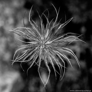 gone flower | verblühte Blume am Wegesrand