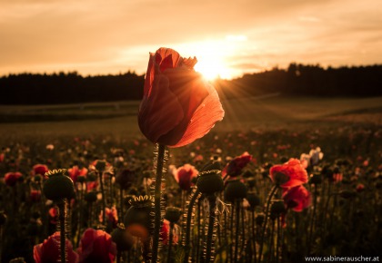 Sunset at a poppy field in Lower Austria | Mohnfeld im Waldviertel