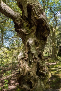 gnarled tree trunk at Dolgoch Falls in Wales | knorriger Baumstamm bei den Dolgoch Falls in Wales