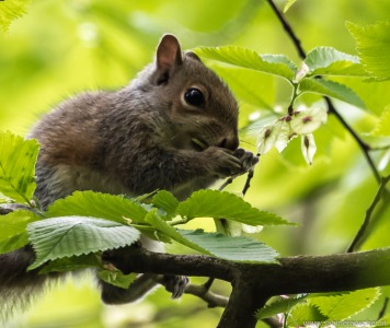 grey squirrel in Wales | Eichhörnchen - die dominante graue Art, die die roten verdrängt