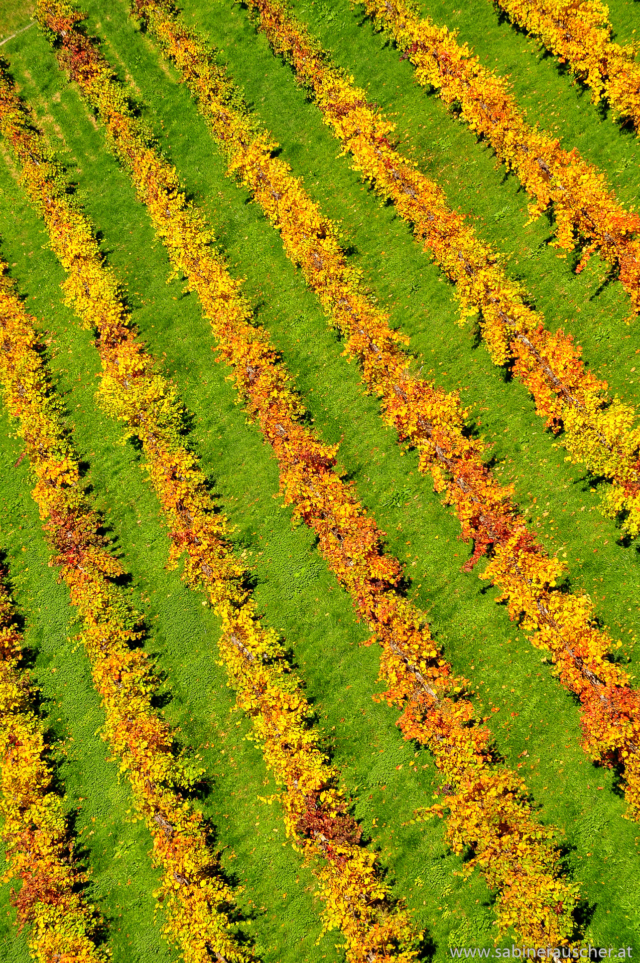 Vineyard in autumn | herbstliche Weinzeilen