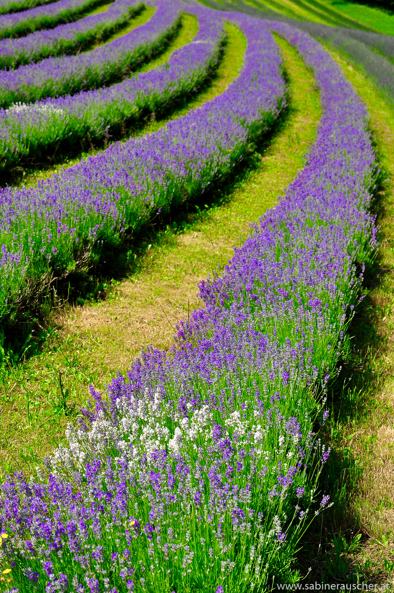 Lavender fields near Kitzeck | Lavendelfeld bei Kitzeck