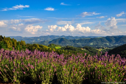 Lavender in the Summer heat of South Styria | blühendes Lavendel in der Südsteiermark