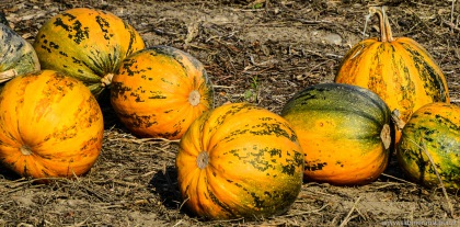 Pumpkins after harvest | geerntete Kürbisse