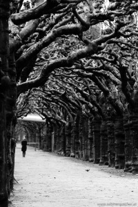 Avenue of Planes at the Riverbanks of the Main in Frankfurt | Platanenallee im Mainufer in Frankfurt