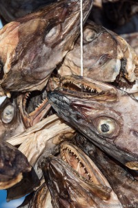 stock fish | norwegischer Torfisk also Stockfisch