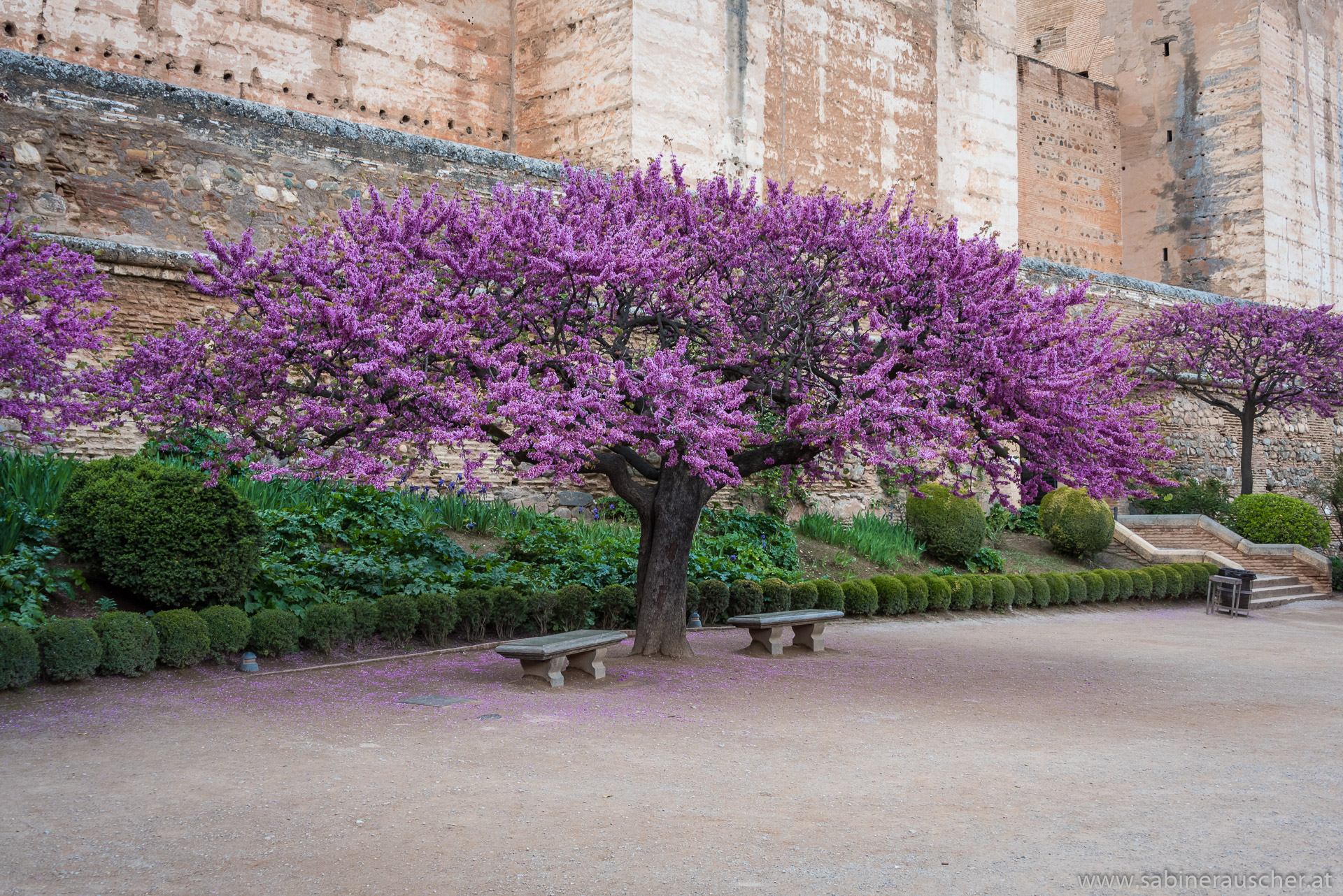 Love Tree with its violet blossoms | Liebesbaum mit seinen violetten Blüten