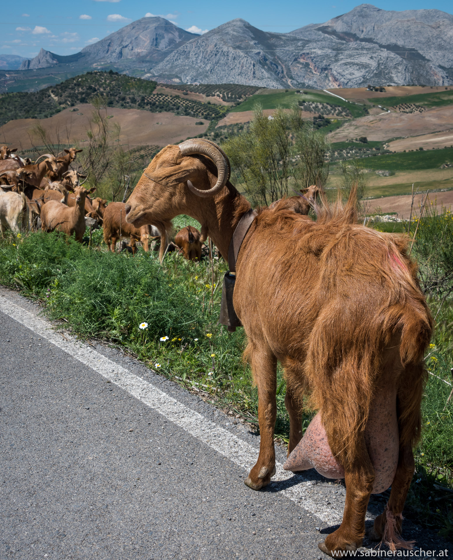 a goat´s herd in El Torcal | Ziegenherde in El Torcal