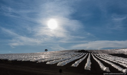 strawberry fields (forever) | Erdbeerfelder so weit das Auge reicht