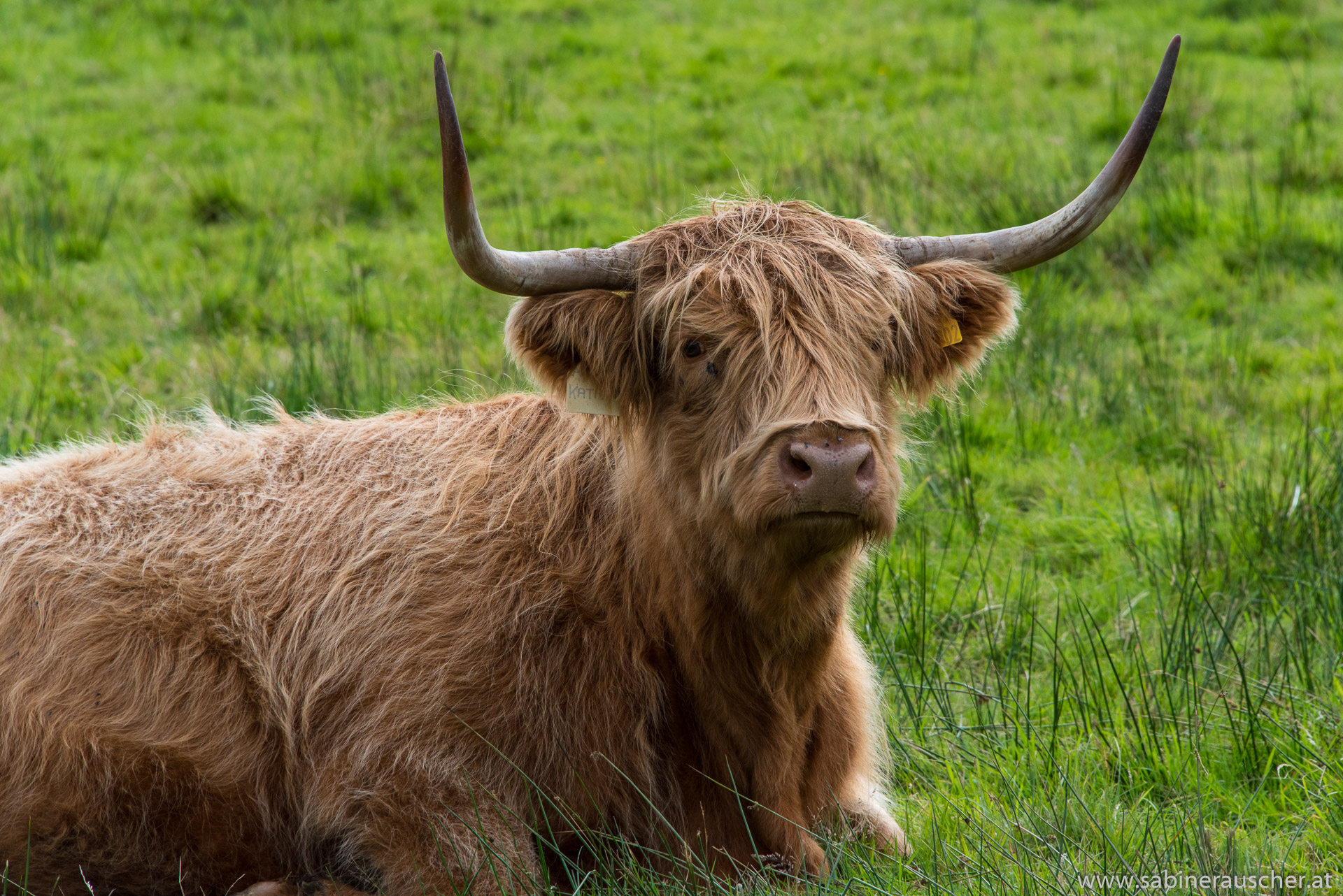 Highland Cattle | Schottisches Hochlandrind