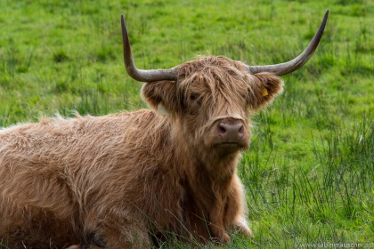 Highland Cattle | Schottisches Hochlandrind